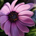 Purple Flower by randy23