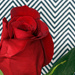 Rose by gaylewood