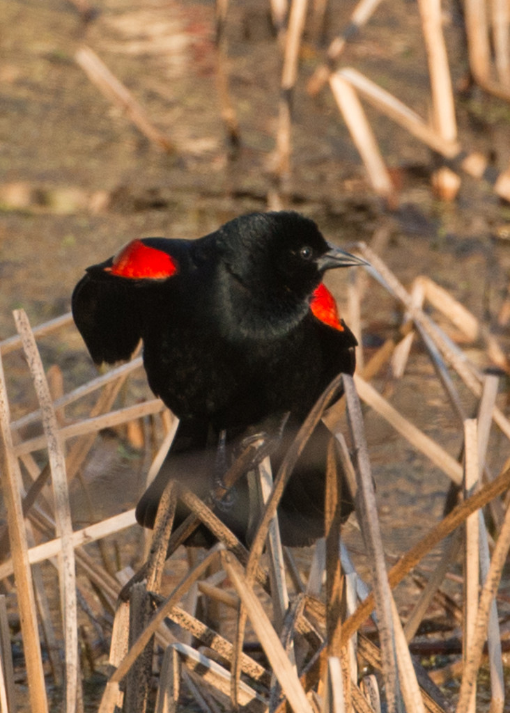 Red-winged Blackbird by dridsdale