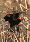 15th Apr 2016 - Red-winged Blackbird