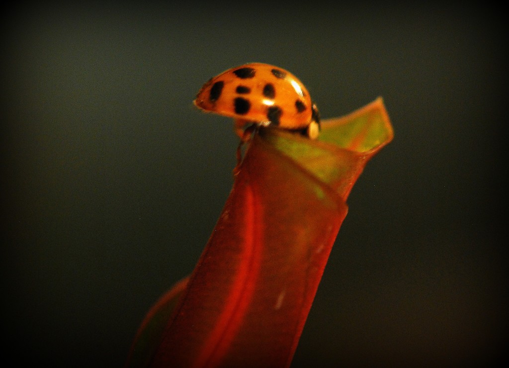 Early Ladybug by farmreporter