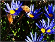 16th Apr 2016 - Bee on a Blue Daisy...