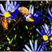 Bee on a Blue Daisy... by happysnaps