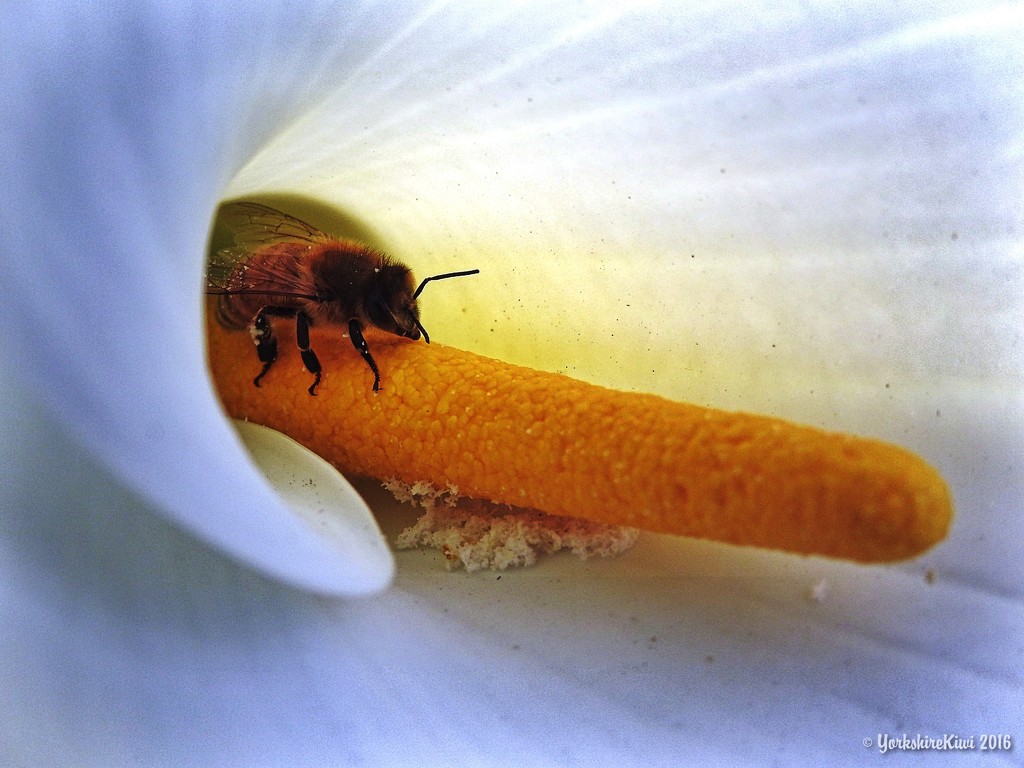 Inside an Arum Lily by yorkshirekiwi