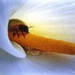 Inside an Arum Lily by yorkshirekiwi