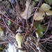 Common Hepatica (Anemone hepatica) Sinivuokko by annelis