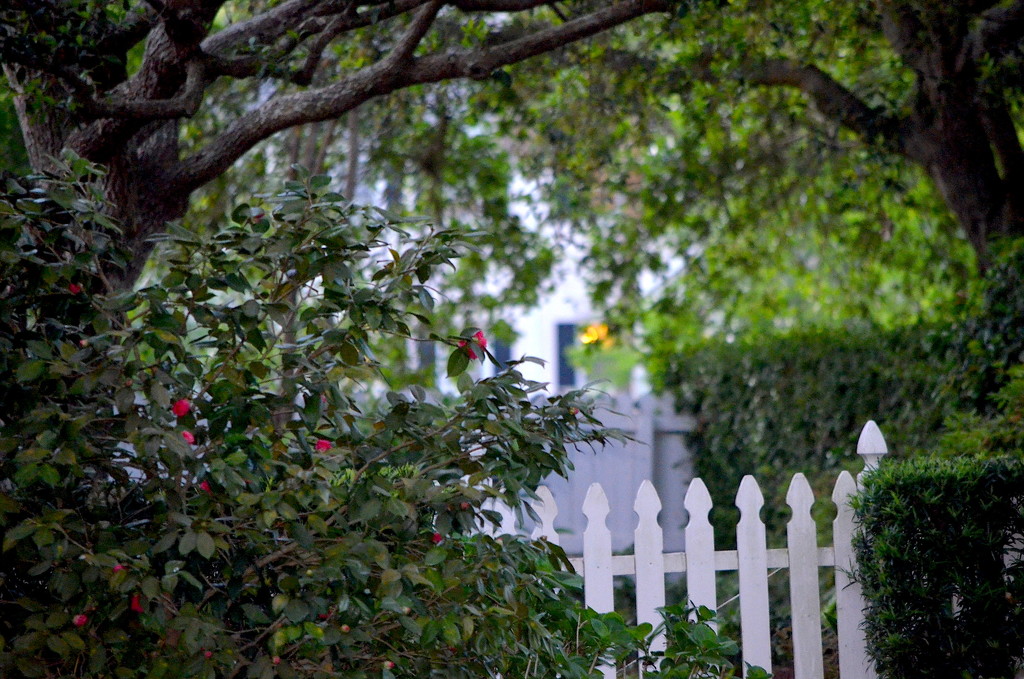 Picket fence, historic district, Charleston, SC by congaree
