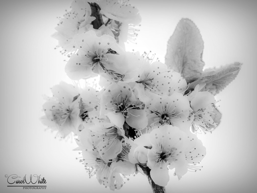 Blossom In Monochrome by carolmw