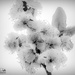 Blossom In Monochrome by carolmw