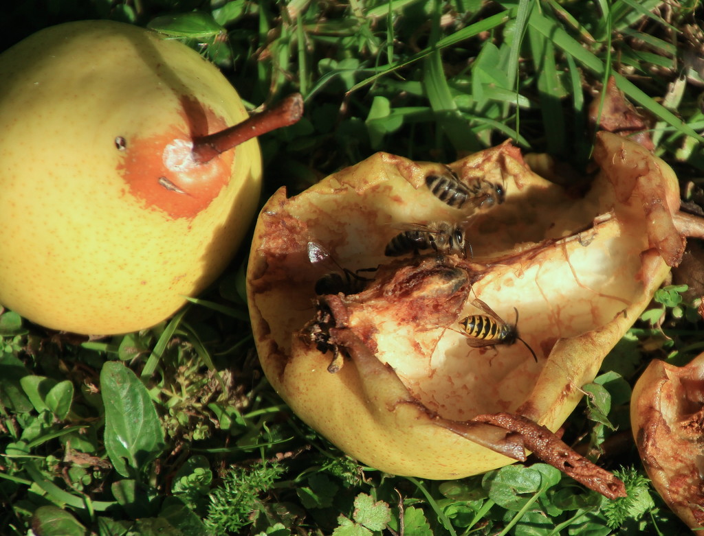 Two pears, three insects, feast heaven by kiwinanna