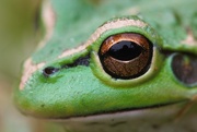 16th Apr 2016 - Frog's Eye