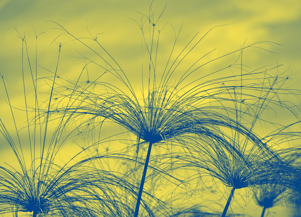 Blue Grass, Just For Fun_DSC9841 by merrelyn