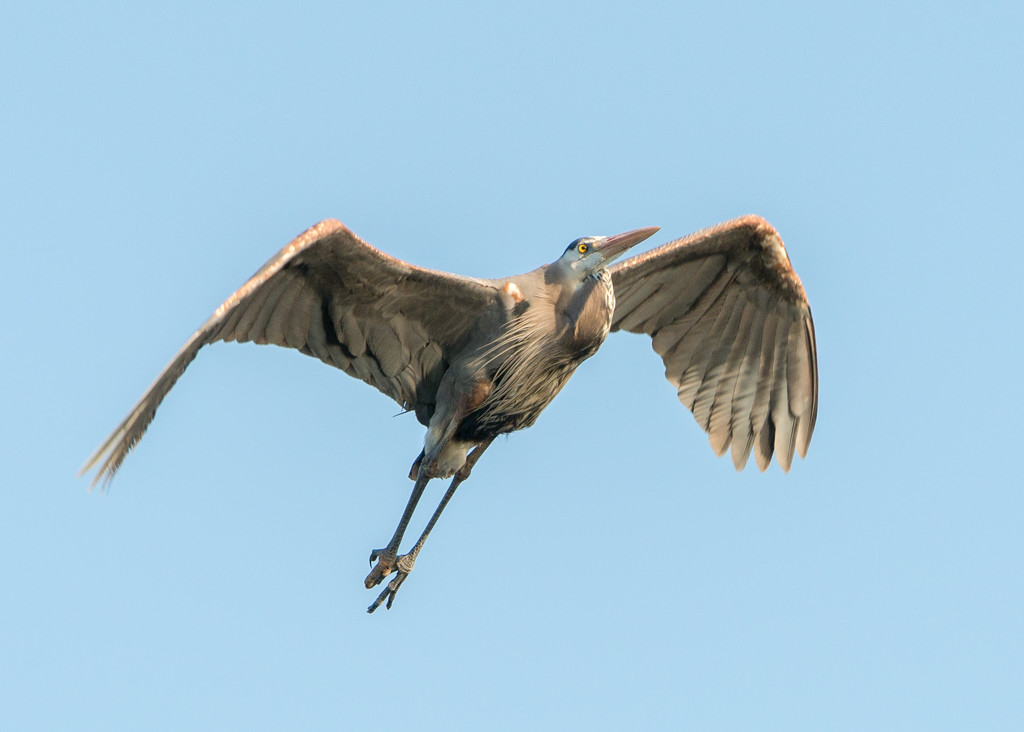 Great Blue Heron by dridsdale