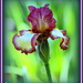 My First Iris This Year by vernabeth