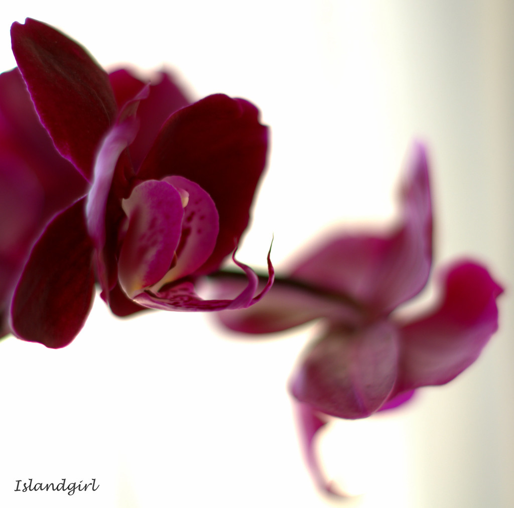 Dark Orchid   by radiogirl