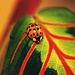Another Ladybug  by farmreporter