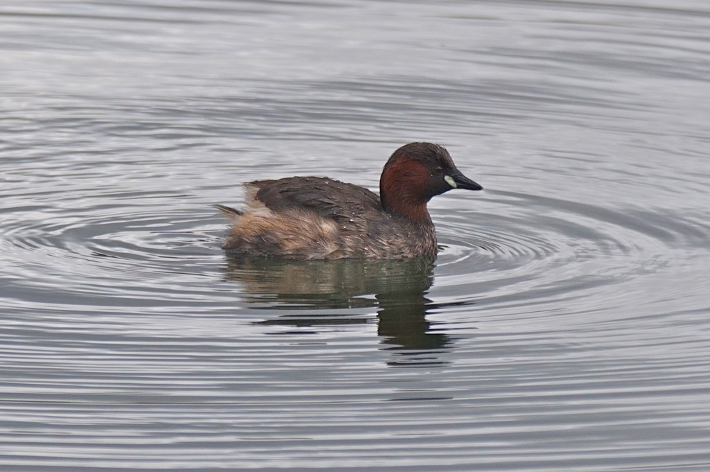 LITTLE GREBE by markp