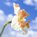 Daffodil Flower by tonygig