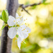 Plum Blossom by tonygig