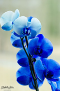 16th Apr 2016 - Blue Orchid