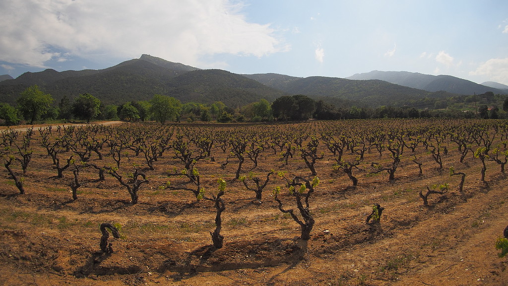 Maguy's parents' vineyard by laroque