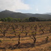Maguy's parents' vineyard by laroque