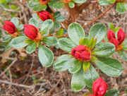 30th Mar 2016 - Rhododendron 'Hino Crimson'