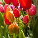 Tulips by flowerfairyann