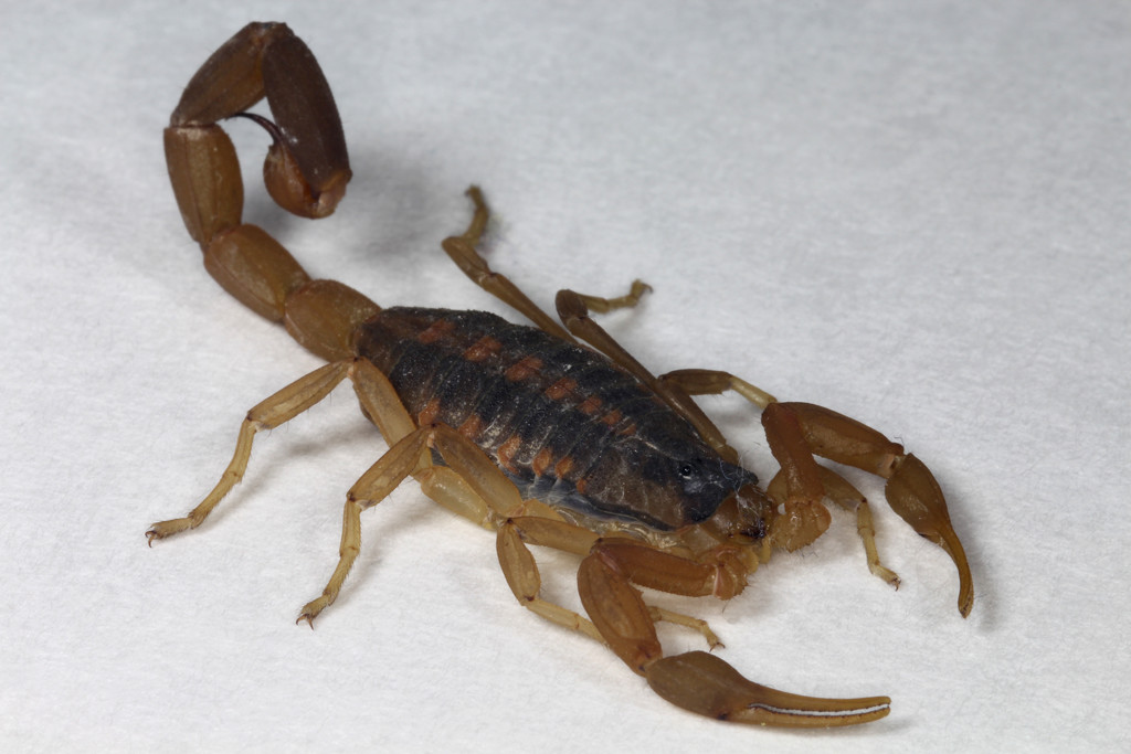 Scorpion by gaylewood