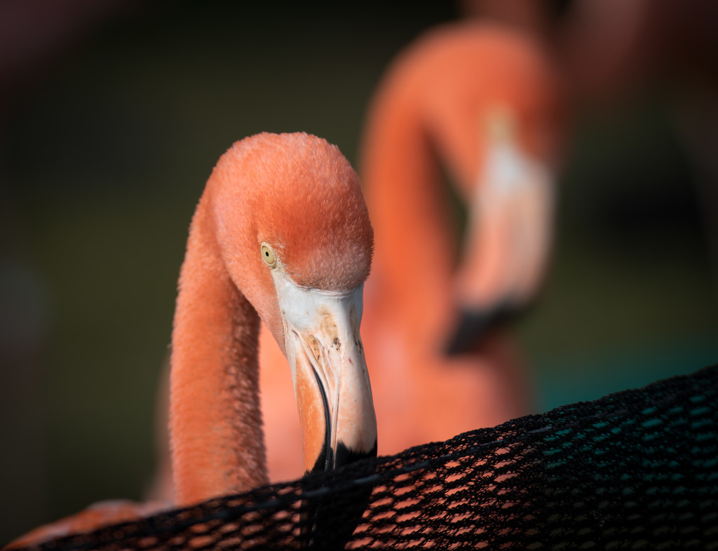 Flamingo Friday - 008 by stray_shooter