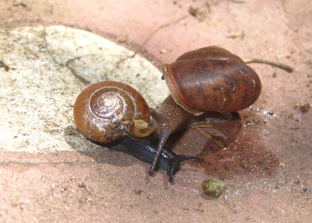 snail wars by scottmurr