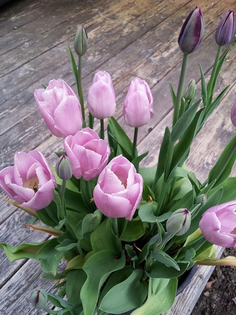 New Tulips by kimmer50