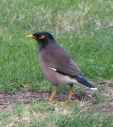 16th Apr 2016 - Common or Indian Mynah 