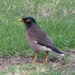 Common or Indian Mynah  by susiemc