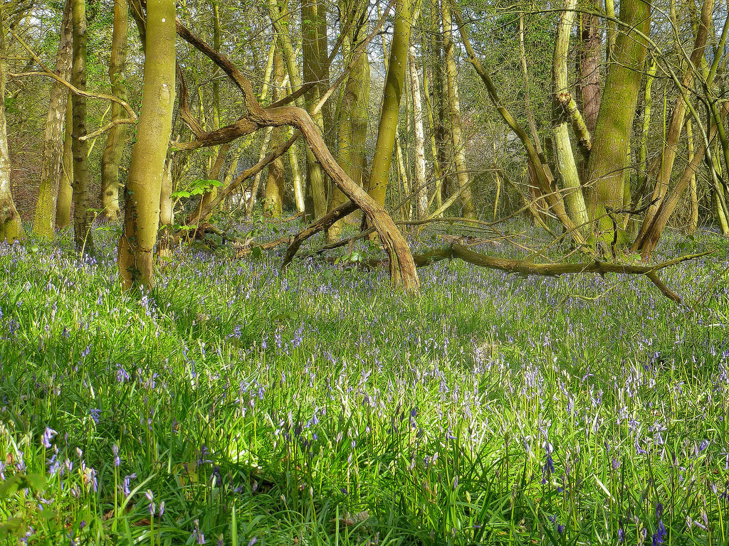 Bluebell woods..... by snowy