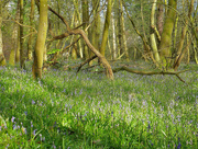 16th Apr 2016 - Bluebell woods.....