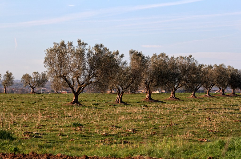 Row of olive trees by spectrum