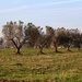 Row of olive trees by spectrum