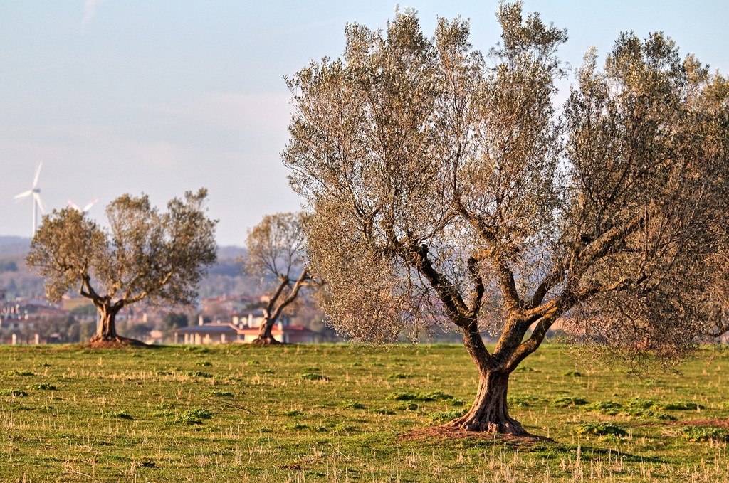 Olive tree by spectrum