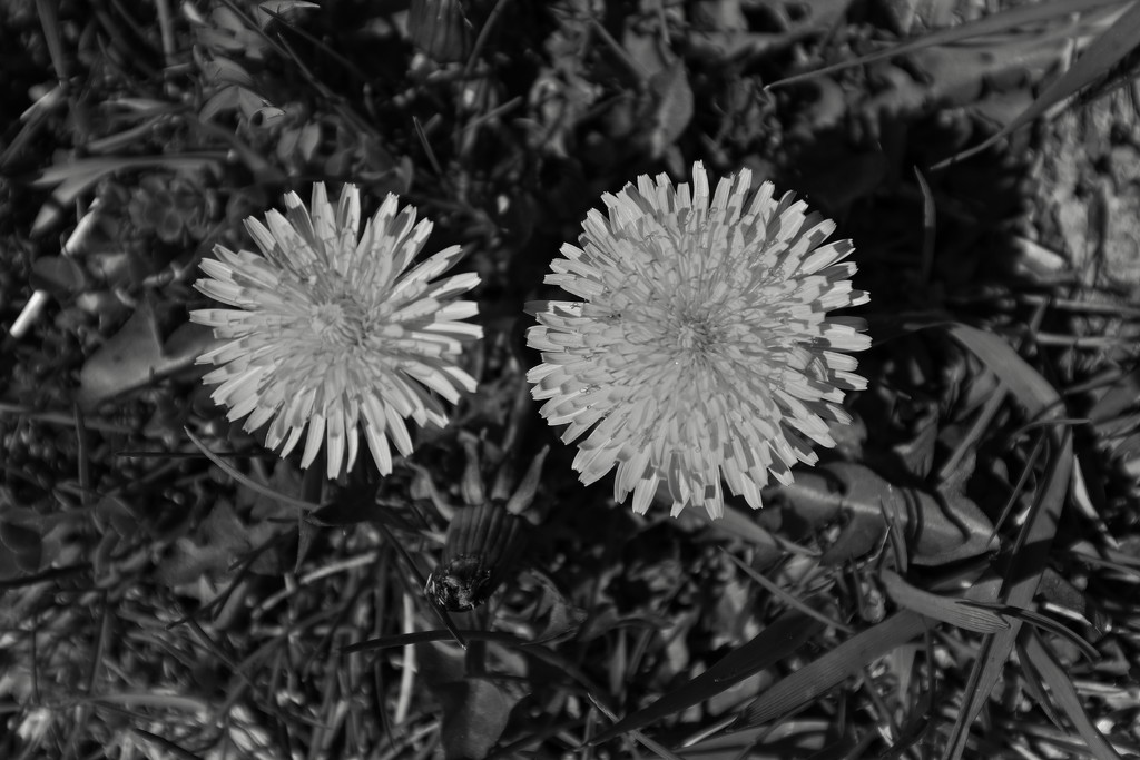 Black And White Weeds by randy23