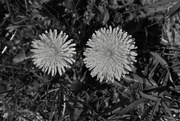 8th Apr 2016 - Black And White Weeds