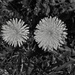 Black And White Weeds by randy23