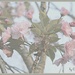 Flowering Tree by essiesue