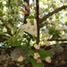 blossoms by wiesnerbeth