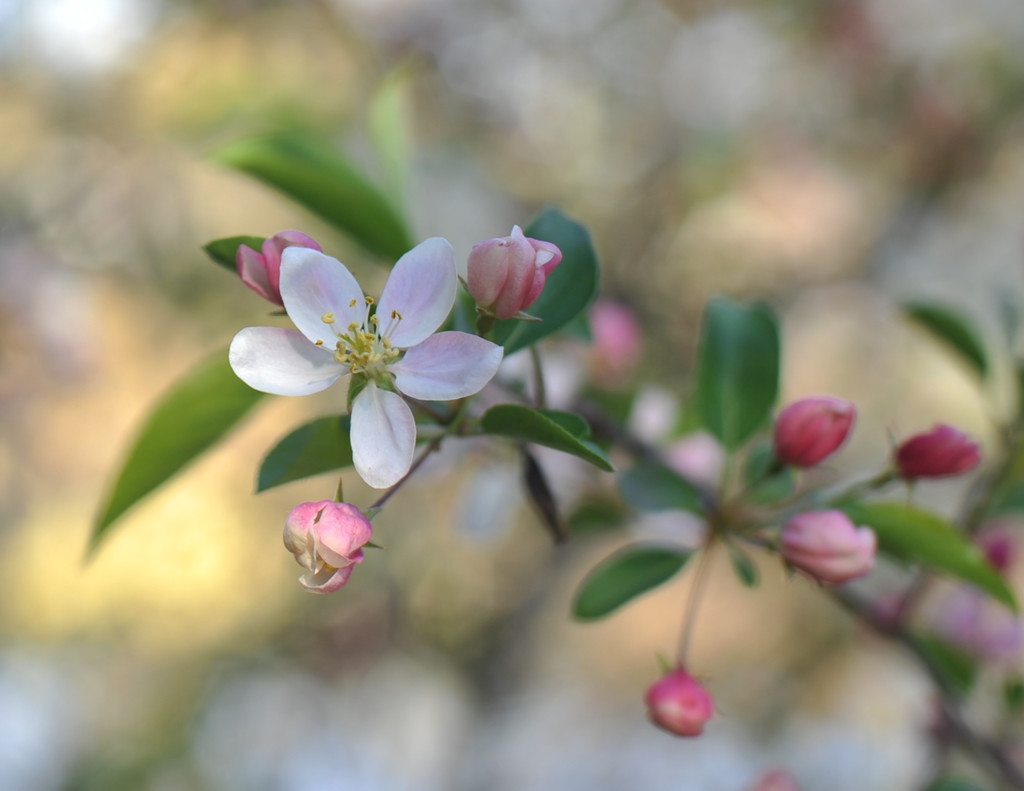 Cherry Blossoms by loweygrace