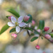 Cherry Blossoms by loweygrace