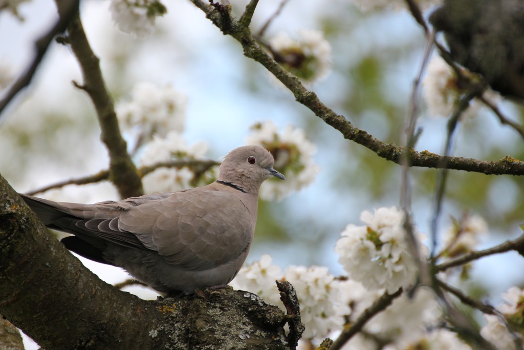 Dove amongst the blossom by jamibann