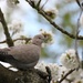 Dove amongst the blossom by jamibann