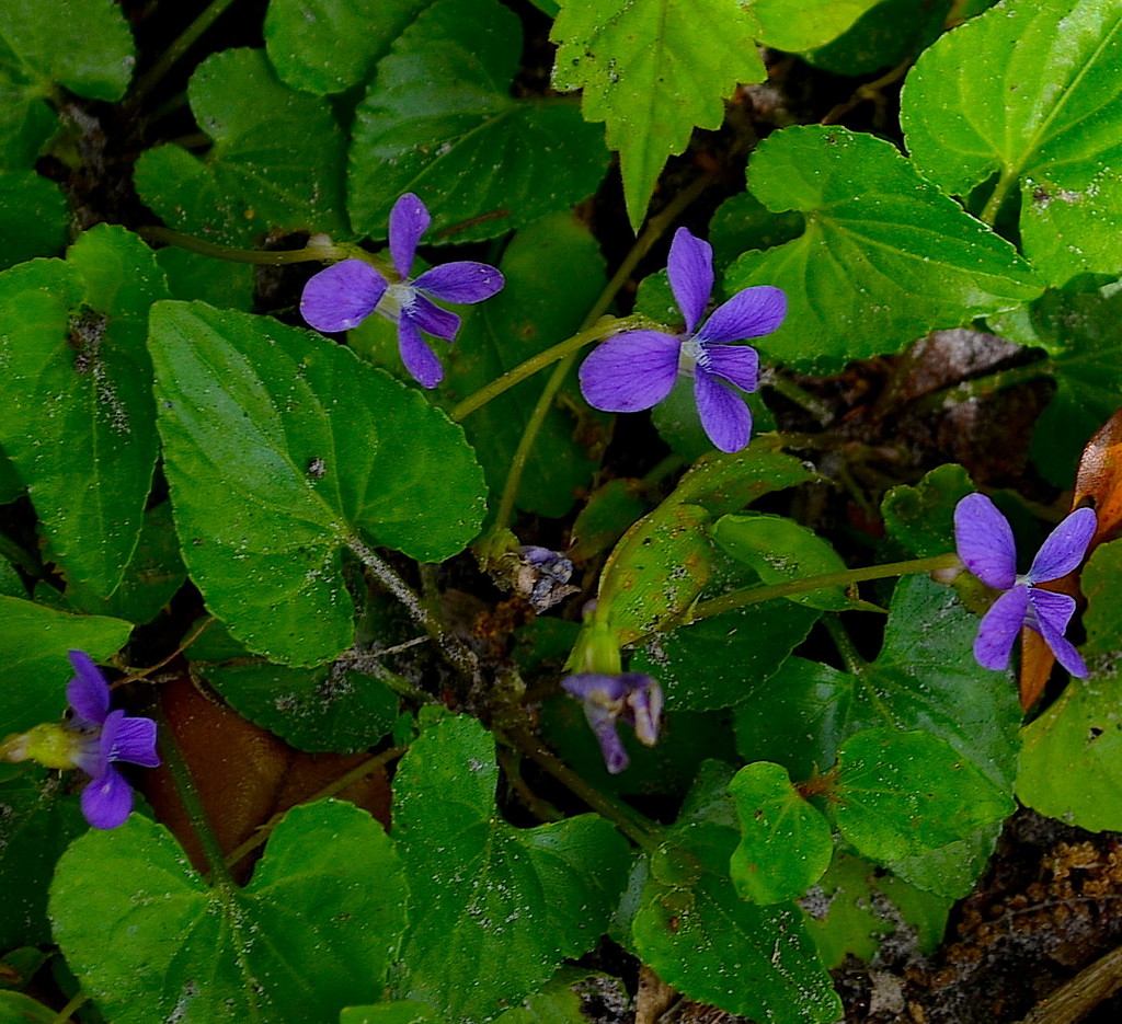 Violets by congaree
