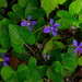Violets by congaree